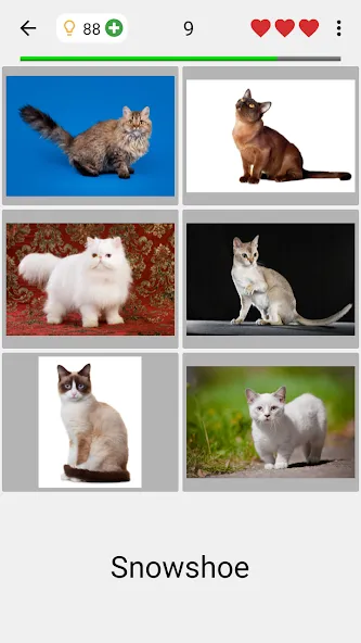 Cats Quiz Guess Popular Breeds  [МОД Бесконечные деньги] Screenshot 2