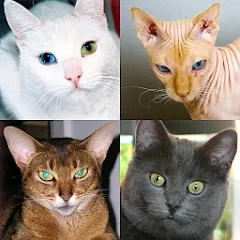 Скачать взлом Cats Quiz Guess Popular Breeds  [МОД Бесконечные деньги] - стабильная версия apk на Андроид